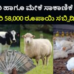 Subsidy for Sheep, Poultry Farming
